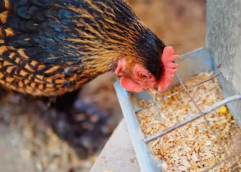 مسئول بيع بالدقهلية لـ«قلم بيطري»: لا وجود لإفراجات جمركية على أرض الواقع