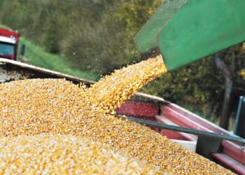 عقود الذرة العالمية تغلق على انخفاض بختام التعاملات