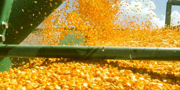 مجلس الحبوب الدولي يرفع توقعات بشأن محصول الذرة عالميًا بنحو 1.208 مليار طن