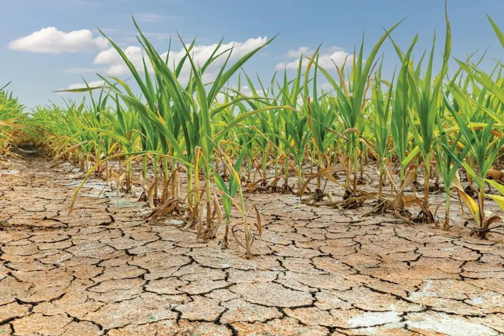 الأرجنتين| الجفاف يهدد 35% من الذرة وخسائر فول الصويا تقدر بـ7.3 مليار دولار