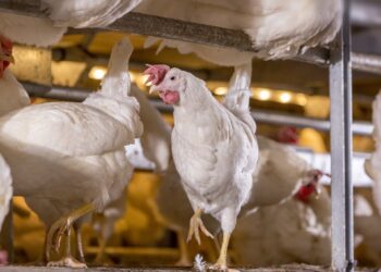 محمود سمير لـ"قلم بيطري": التكلفة الفعلية لإنتاج الدواجن تصل لـ65 في الكيلو الواحد