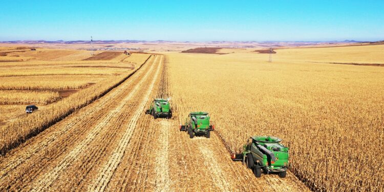 الزراعة الأمريكية: ارتفاع إنتاج مصر من الذرة في الموسم المقبل بنسبة 2.1%
