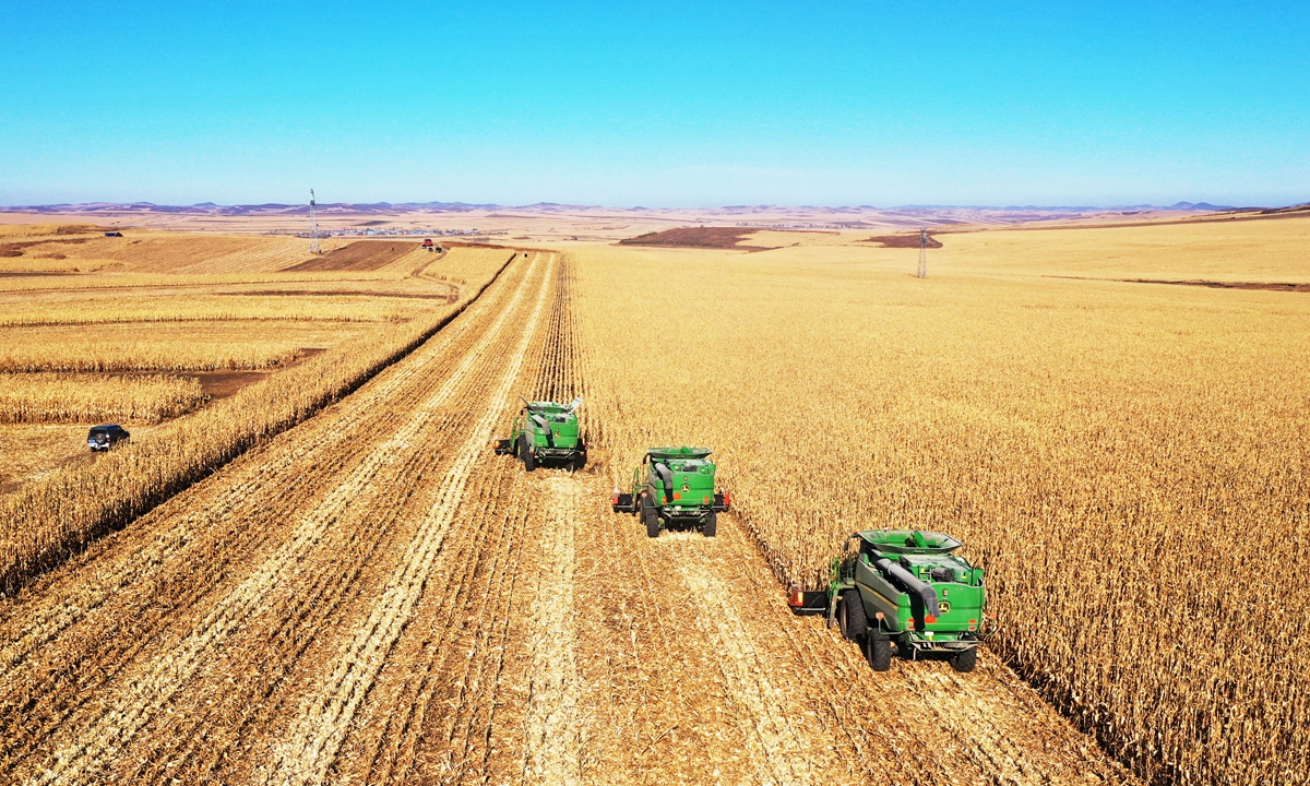 الزراعة الأمريكية: ارتفاع إنتاج مصر من الذرة في الموسم المقبل بنسبة 2.1%