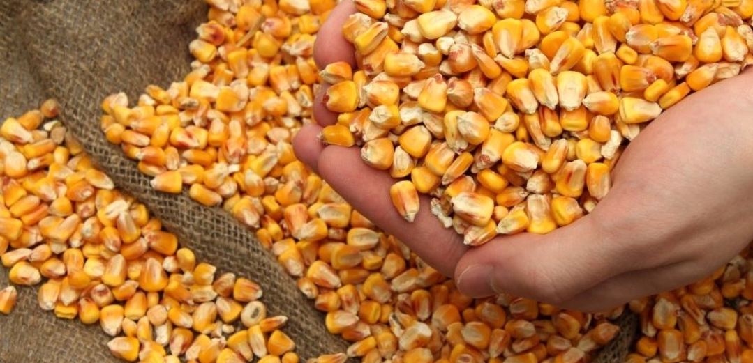الكرملين: نقص الحبوب الأوكرانية الروسية لن يسبب أزمة غذاء عالمية