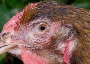 الميكوبلازما فى بدارى التسمين