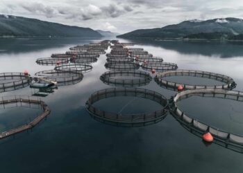 الشروط والأوراق المطلوبة لترخيص إنشاء مزارع سمكية