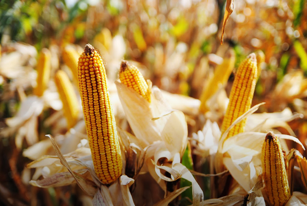 «باير الألمانية» ترفع حجم إنتاج بذور الذرة الأوكرانية إلى 60 مليون يورو