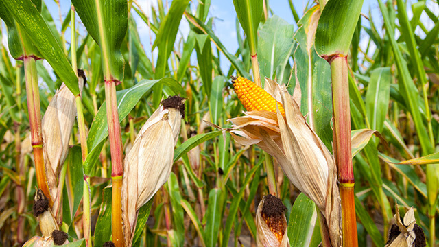المفوضية الأوروبية تتوقع ارتفاع إنتاج الذرة بنسبة 25% الموسم المقبل