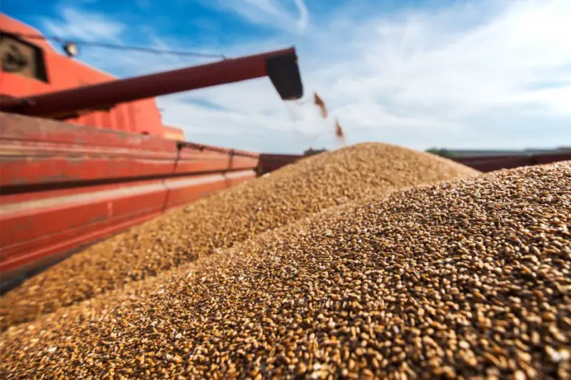 المغرب| توقعات بارتفاع محاصيل الحبوب لنحو 5.51 مليون طن في 2023