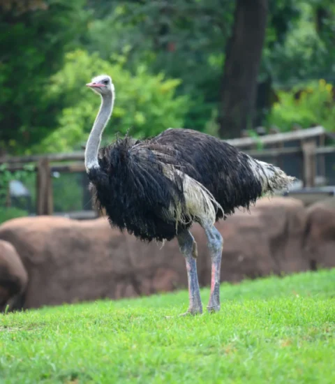 خاص| صاحب مزرعة لتربية النعام: كيلو اللحم بـ300 جنيه وارتفاع أسعار الأعلاف أهم التحديات التى تواجه القطاع