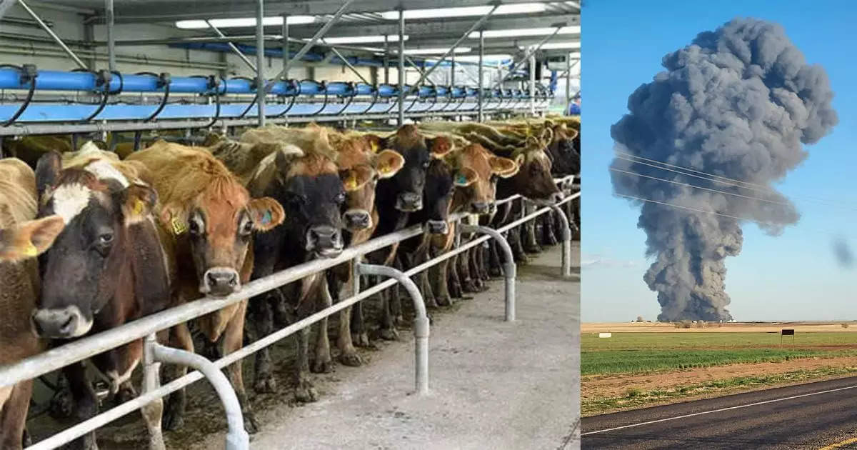 نفوق 18 ألف رأس ماشية إثر انفجار بمزرعة ألبان في الولايات المتحدة