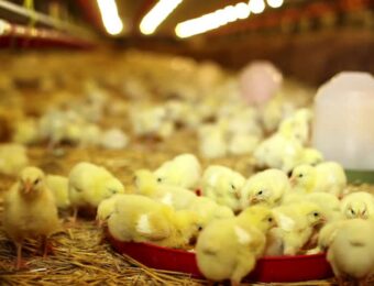 الصفا لتربية الدواجن