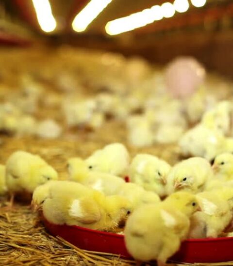 الصفا لتربية الدواجن