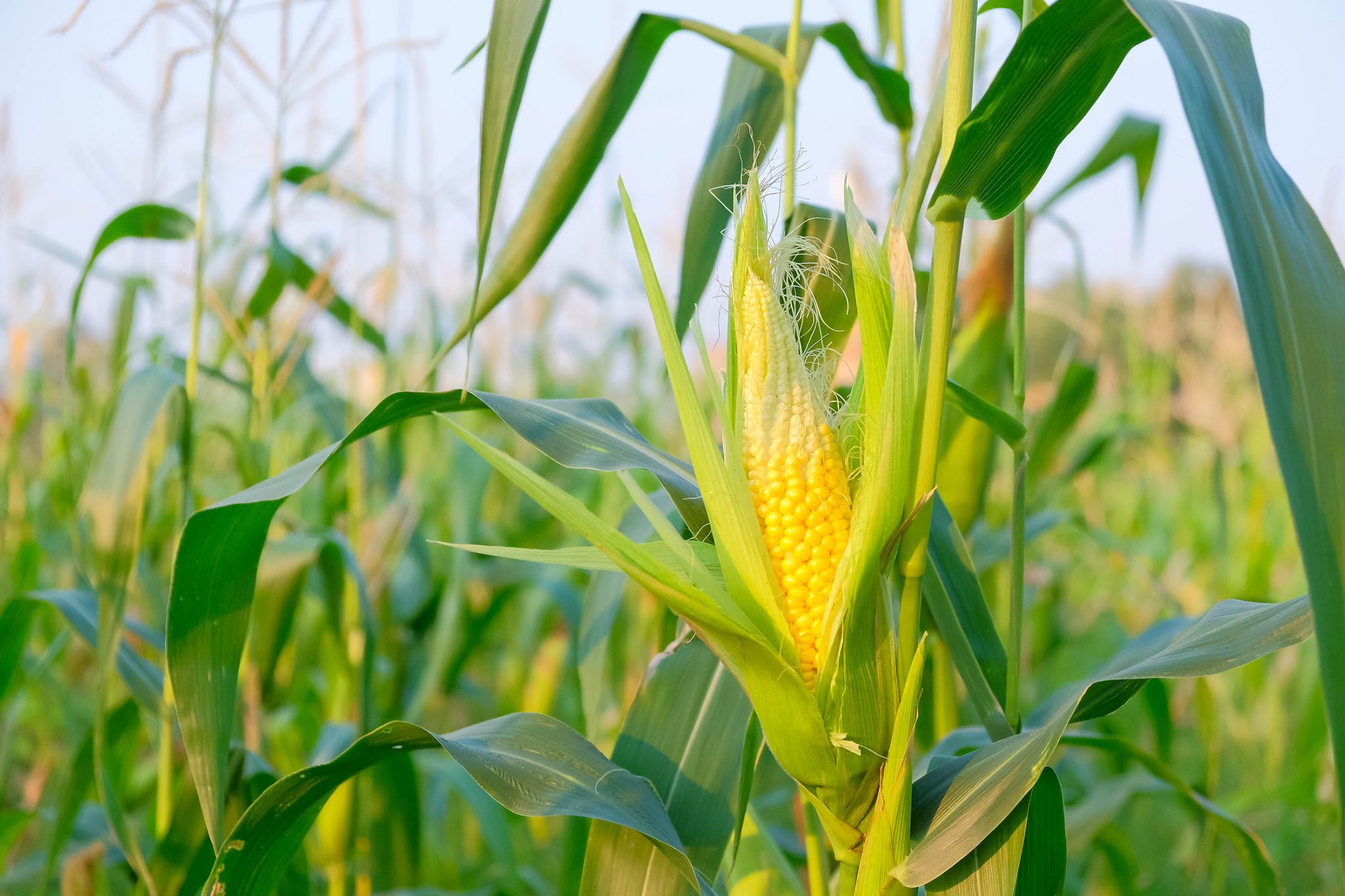 «معلومات المناخ» تقدم 20 توصية للمزارعين لزيادة إنتاج محصول الذرة