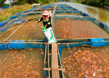 أحمد عياط لـ”قلم بيطري”: التكلفة الحقيقية لكيلو الأسماك على المُزارع 75 جنيه