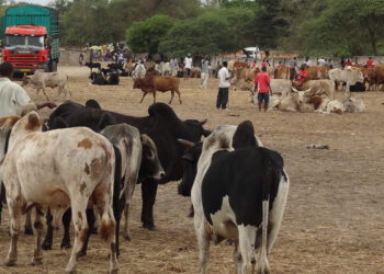 تاجر مواشي لـ"قلم بيطري": ركود حاد فى أسواق الماشية مع اقتراب عيد الأضحى المبارك