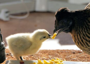 دواجن الجيزة: انضمام مصر لتجمع "البريكس" خطوة ممتازة ستنعكس على انخفاض الأسعار