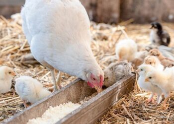 أحمد رمزي لـ"قلم بيطري": أسعار الدواجن الحالية "حركة وهمية"