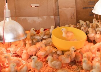 إجهاد البرد