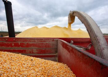 البورصة السلعية: بيع 3 آلاف طن ذرة صفراء خلال جلسات أبريل الماضي