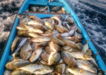 الثروة السمكية