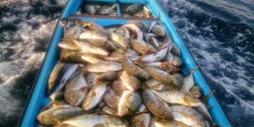 الثروة السمكية