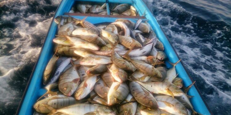 الثروة السمكية