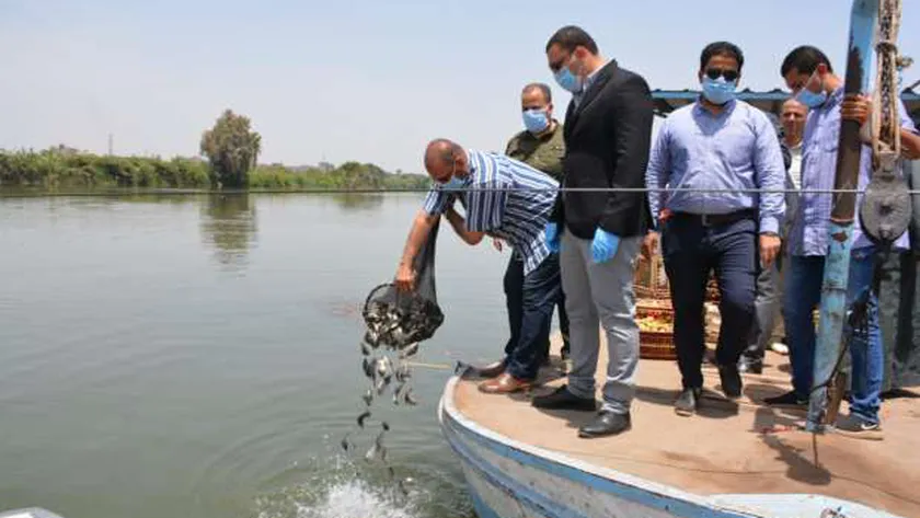 حماية وتنمية البحيرات تدعم محافظة الدقهلية بـ500 ألف ذريعة من أسماك البلطي