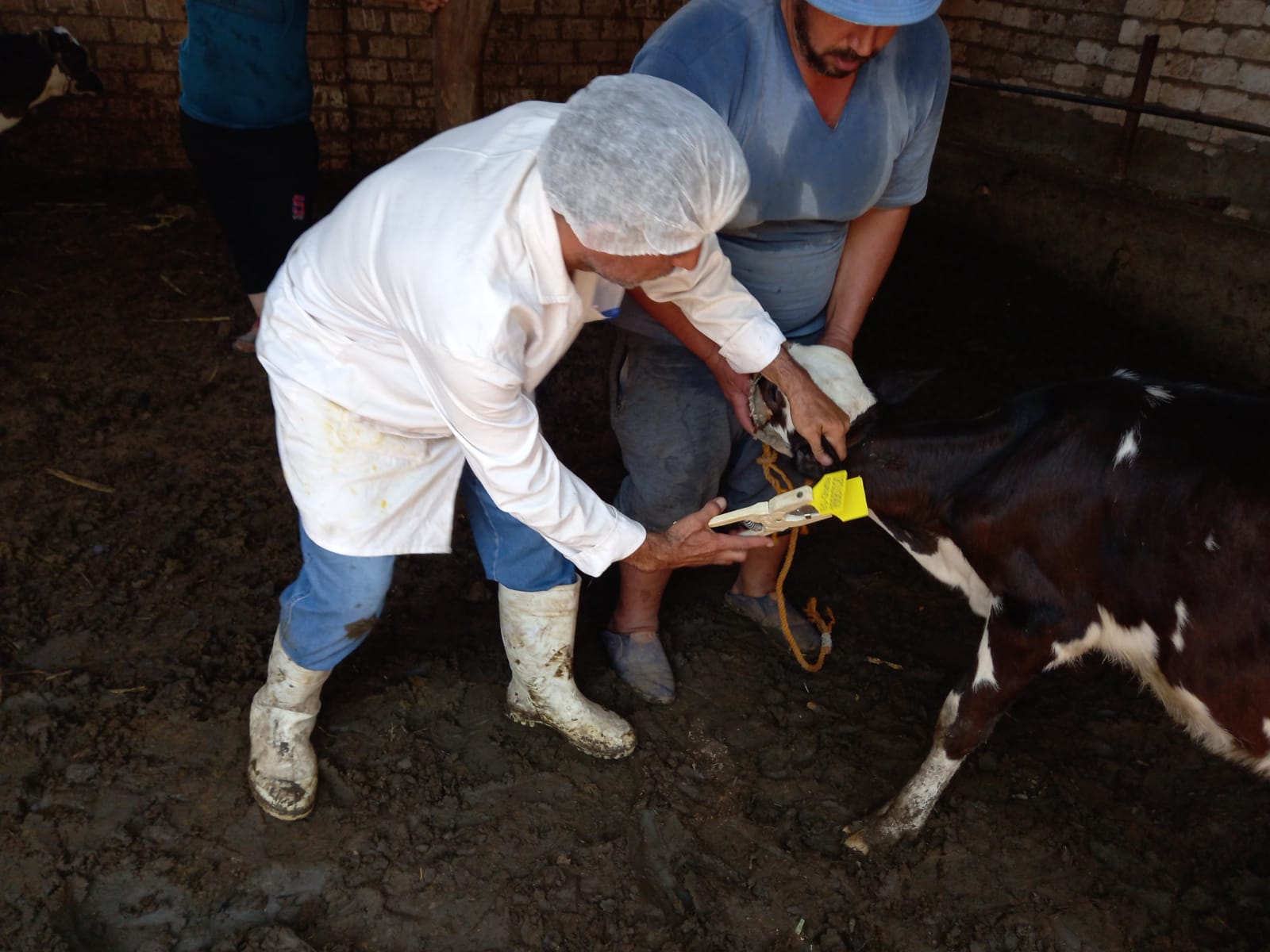 رش 250 رأس ماشية لمكافحة الطفيليات الخارجية ضمن فعاليات قافلة طبية بيطرية بالشرقية
