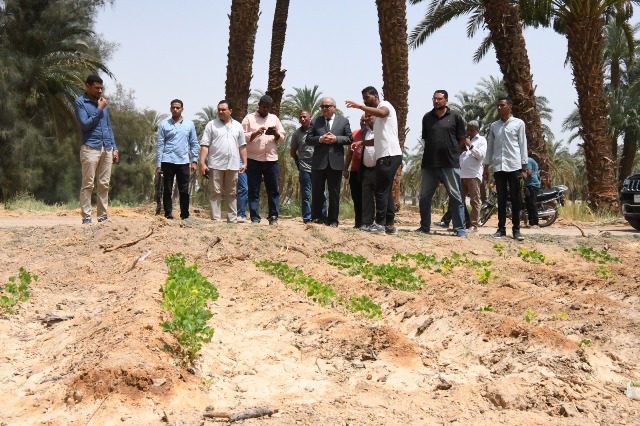 زراعة 32 فدان بمحصول فول الصويا فى قنا ضمن مشروع استصلاح 1000 فدان