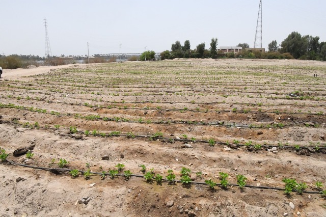 زراعة 32 فدان بمحصول فول الصويا فى قنا ضمن مشروع استصلاح 1000 فدان