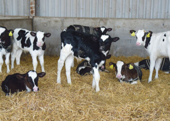 شعبة القصابين: تراجع الإنتاج المحلي لـ40% في ظل عزوف صغار المربين عن تربية العجول