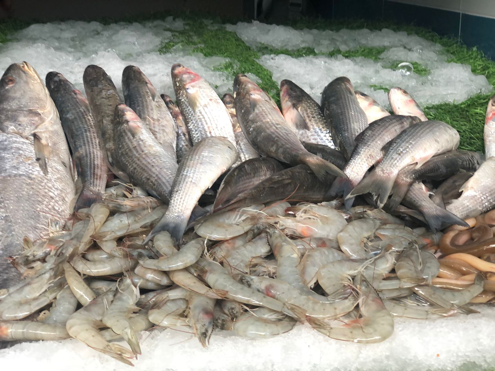محافظ الجيزة يفتتح سوق السمك الحضارى بالمنيب بحضور سفير الاتحاد الأوروبى