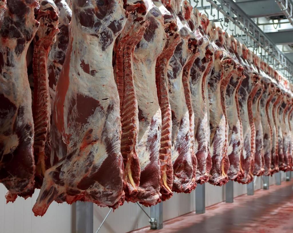 أحمد موسى: اللحوم المستوردة التشادية تتمتع بنفس جودة اللحوم البلدى
