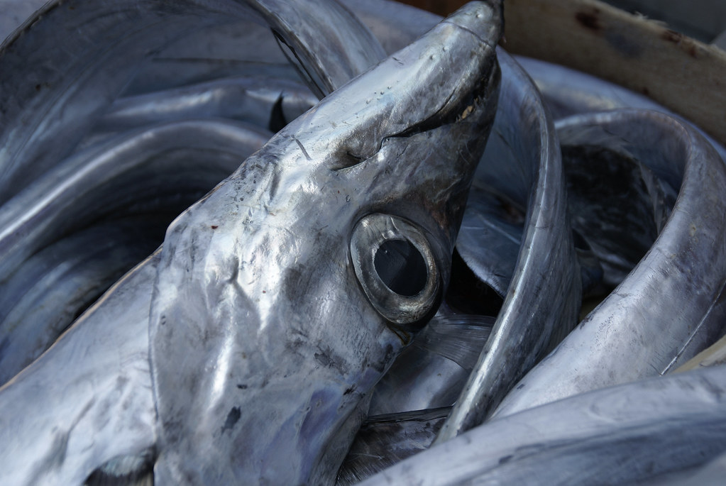 السعودية| حظر صيد أسماك الترباني في البحر الأحمر