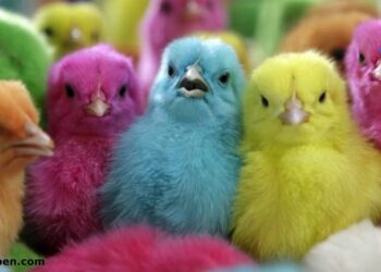 عبد الجليل: يكشف المستور عن شركات الكتاكيت وسبب عودة سعر الكتكوت لـ 50 جنيهًا