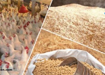 أستاذ تغذية حيوان يكشف لـ"قلم بيطري" أضرار استخدام القمح فى صناعة الأعلاف: كارثية