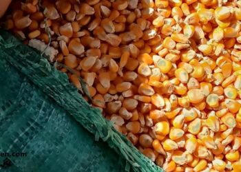 المفوضية الأوروبية تعلن حظر واردات القمح والذرة الأوكرانية حتى 5 يونيو