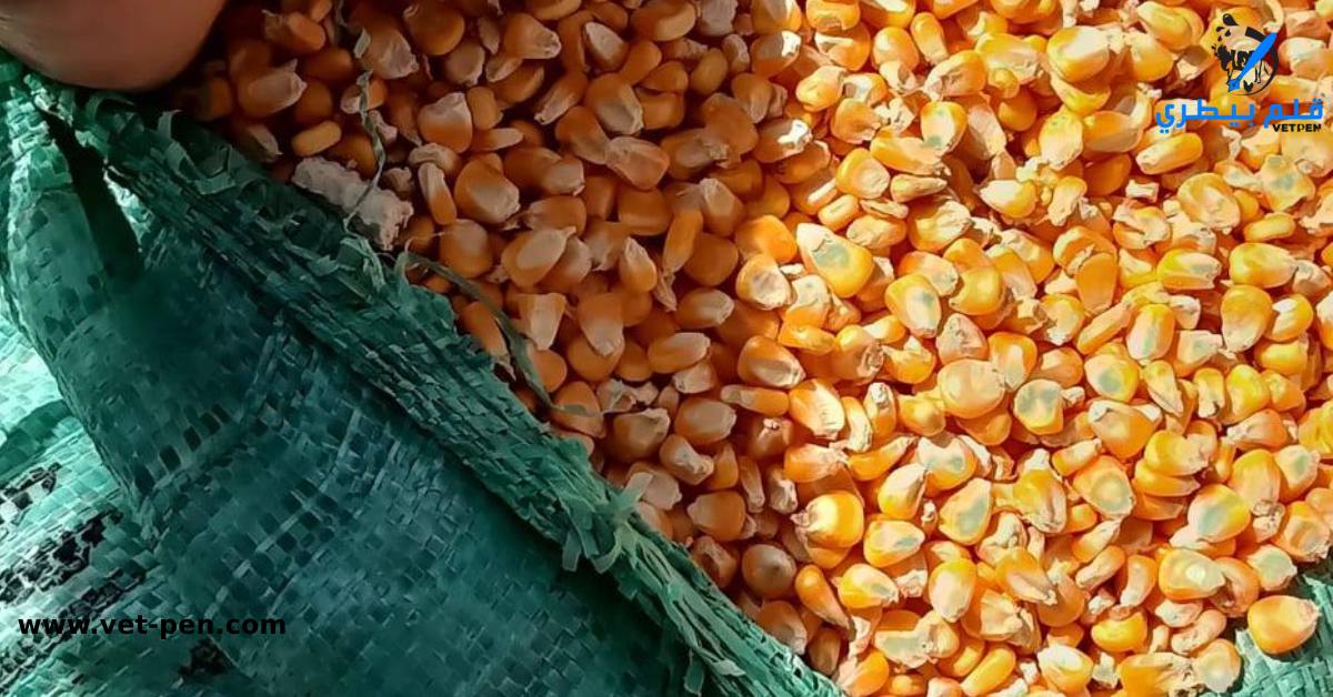 المفوضية الأوروبية تعلن حظر واردات القمح والذرة الأوكرانية حتى 5 يونيو