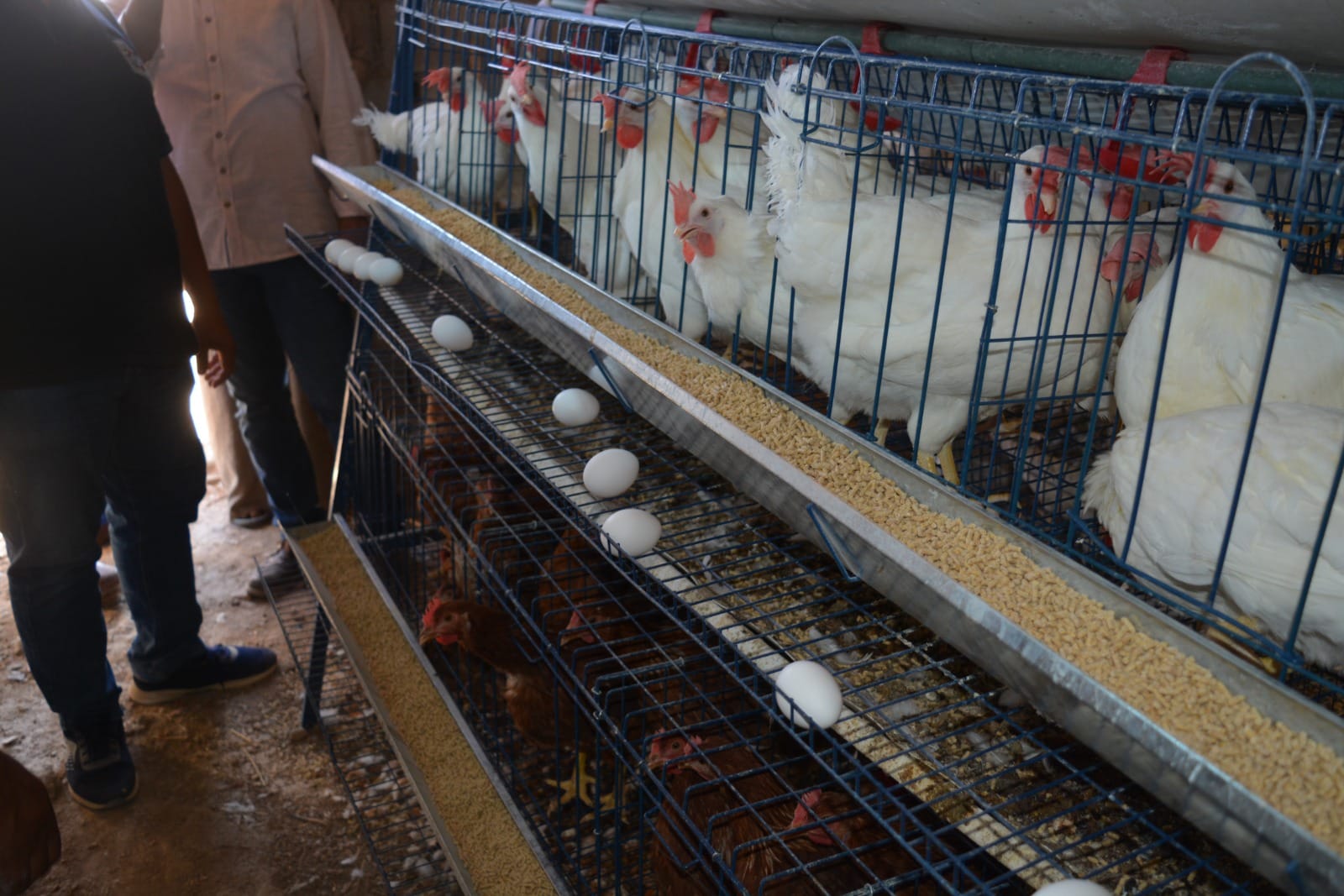 الزراعة والبترول تنفذان 30 مشروع انتاج حيوانى (دجاج بياض – أغنام) بوادى فيران