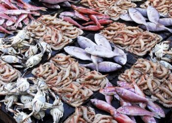 الإحصاء: تراجع حجم الإنتاج السمكي في مصر بنسبة ا 0.43% خلال 2021