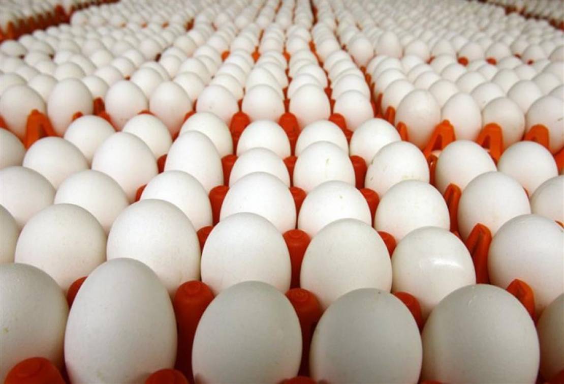 طارق هلا: ارتفاعات قياسية في أسعار بيض المائدة قريبا.. والقوة الشرائية تصل لـ30% حاليا
