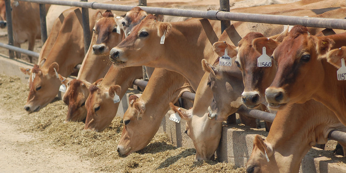 بيطري كفر الشيخ: الإجهاد الحراري يؤثر سلباً على الماشية