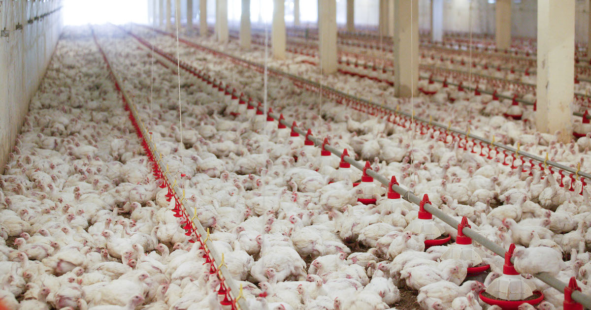 طبيبة بيطرية: تعديل الصفات الوراثية لدجاج و كفاءة تحويل الأعلاف منع استخدام الهرمونات