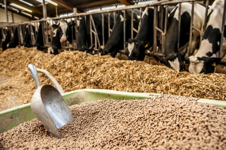ماليزيا تعتزم شراء الحبوب الروسية لإنتاج علف حيواني
