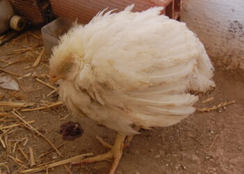 استخدام بعض البدائل الطبيعية لرفع مناعة الدواجن المصابة بالكوكسيديا