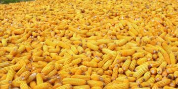 زراعة كفر الشيخ تعقد ندوات إرشادية لمزارعي الذرة الصفراء والشامية