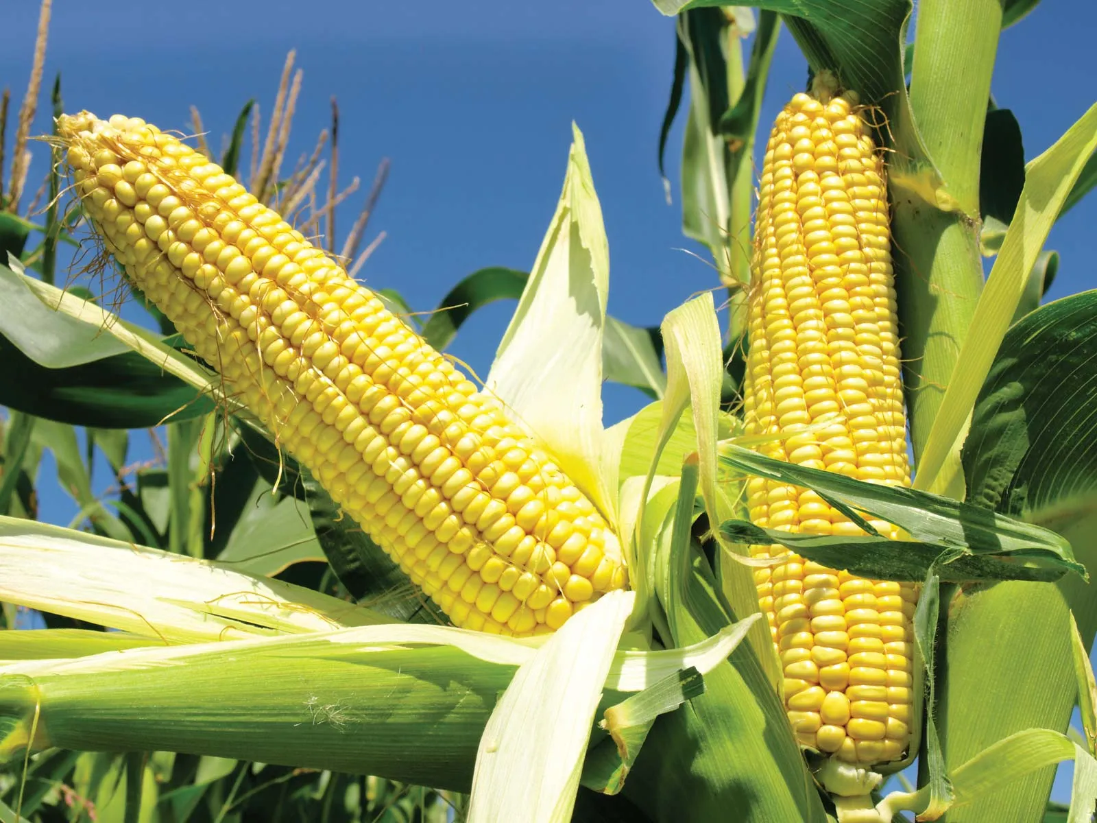 "المنوفي الزراعية" تعتزم زراعة 200 فدان من البرسيم الحجازي والذرة والقمح في الوادي