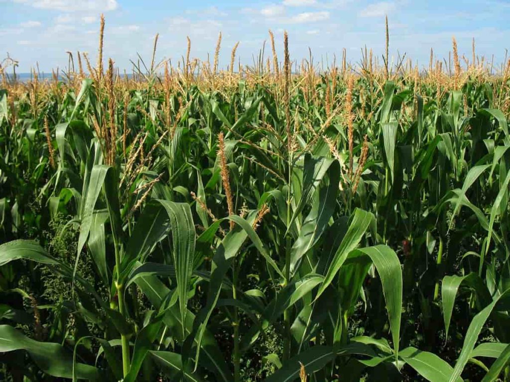 الزراعة توضح سبب ظهور الاحمرار في أوراق نبات الذرة المنزرعة حديثا
