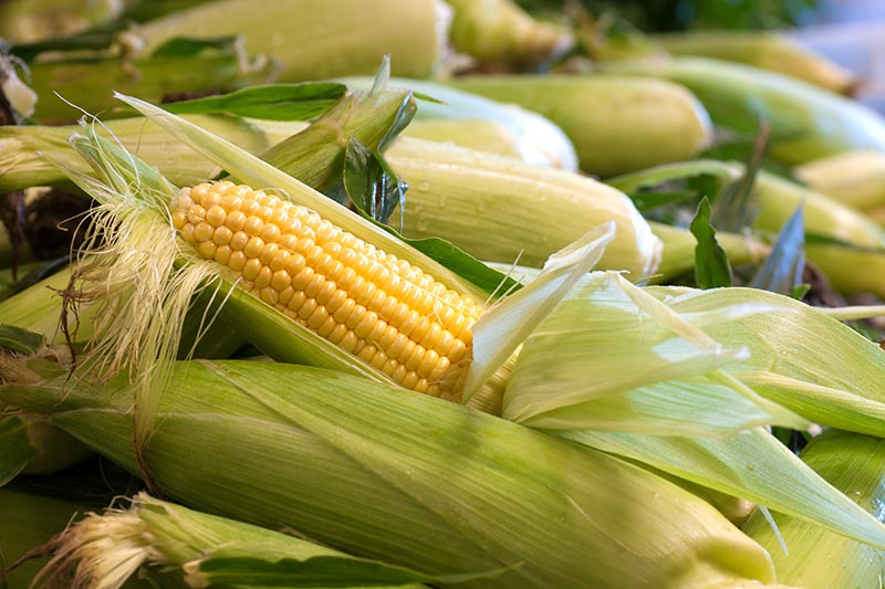 الولايات المتحدة: الصين ألغت شراء 272 ألف طن من الذرة خلال الموسم الحالي